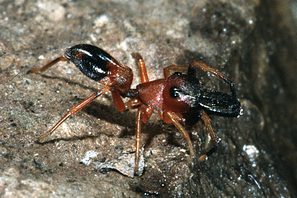 bosmierspringspin, klik hier om terug te gaan